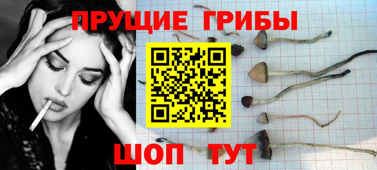 Галлюциногенные грибы GOLDEN TEACHER  продажа наркотиков  Симферополь  Вход с VPN 